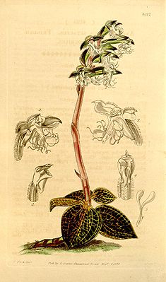 Anoectochilus setaceus, Illustration von 1844 aus Curtis's Botanical Magazine