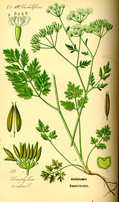 Taumel-Kälberkropf (Chaerophyllum temulum), Illustration