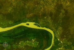 NASA-World-Wind-Satellitenbild:Der Gambia fließt im Bildausschnitt Richtung Westen. Der Gassang Forest Park liegt auf der Fluss-Nordseite im Knick nach Westen.