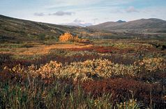Herbst in der Tundra des Yukon Delta NWR