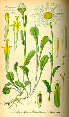 Margerite (Leucanthemum vulgare), Asteroideae,  Illustration: (2) zygomorphe Zungenblüte mit drei Kronzipfeln, (3),(4) und (5) radiäsymmetrische Röhrenblüte.