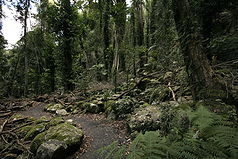 Wanderweg im Regenwald