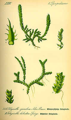 oben: Dorniger Moosfarn (Selaginella selaginoides)unten: Schweizer Moosfarn (Selaginella helvetica)