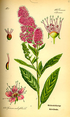 Spiraea salicifolia, Illustration