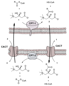 Carnitin-Acyltransferase-System