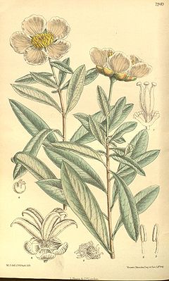 Crossosoma californicum, Illustration.