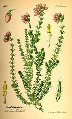 Glocken-Heide (Erica tetralix), Illustration