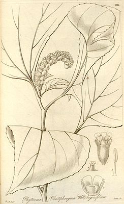 Pentaphragma begoniaefolium, Illustration