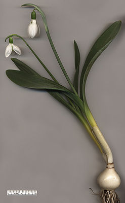 Snowdrop Galanthus elwesii.jpg