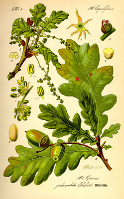 Stieleiche (Quercus robur), Illustration