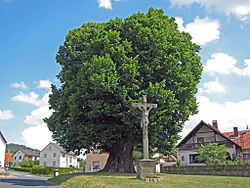 Linde in Nüdlingen, 1.jpg