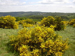 Auf Etappe 2: Über die Dreiborner Hochfläche von der Urfttalsperre nach Wollseifen: Blick auf die ehemalige Ordensburg Vogelsang und den Kermeter-Hochwald