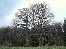 Zwei Hutbuchen bei Waldfenster.jpg