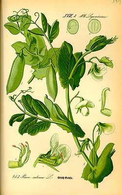 Erbse (Pisum sativum)