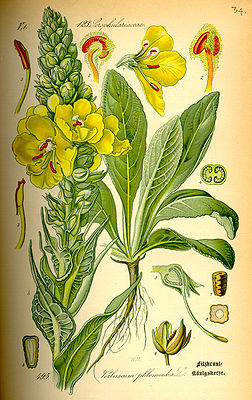 Illustration der Windblumen-Königskerze (Verbascum phlomoides)