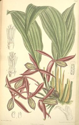 Orchidantha maxillarioides, Illustration