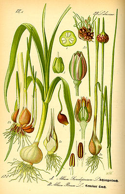 Rechts: Schlangen-Lauch (Allium scorodoprasum) Illustration von Otto Wilhelm Thomé
