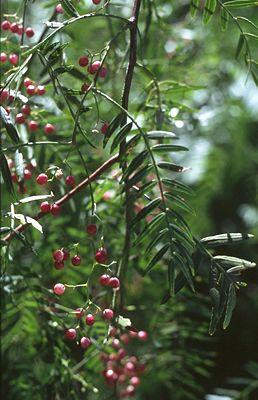 Peruanischer Pfefferbaum (Schinus molle), Zweig mit Früchten