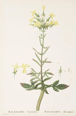 Kalanchoe laciniataauf Tafel 100 von Candolles Plantarum Historia Succulentarum (Band 2, 1802)