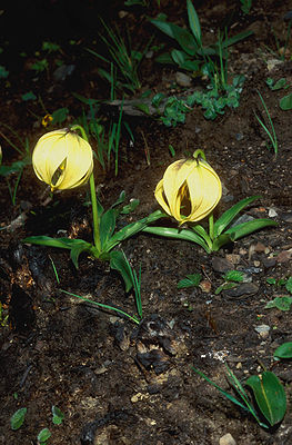 Lilium lophophorum am Standort, Yunnan