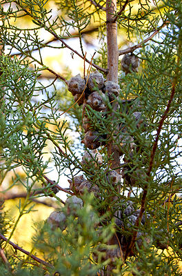 Blätter und Zapfen der Glatten Arizona-Zypresse (Cupressus arizonica var. glabra)