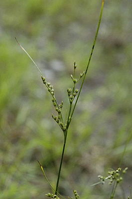Zarte Binse (Juncus tenuis)