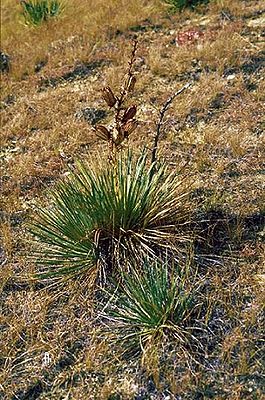 Yucca glauca subsp. albertana im Oktober in Kanada