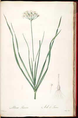 Allium ramosum, Illustration.