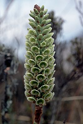 Altensteinia virescens