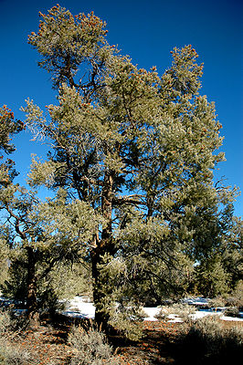 Pinus monophylla tree.jpg
