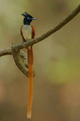 Männlicher Terpsiphone paradisi in Sri Lanka