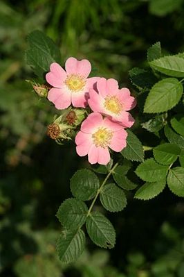 Zaun-Rose (Rosa rubiginosa)