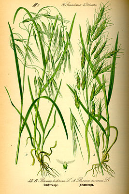 Dach-Trespe (Bromus tectorum), links