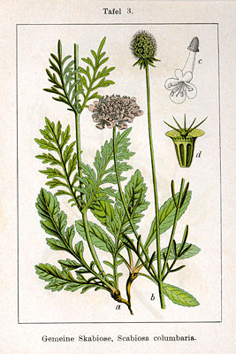 Tauben-Skabiose (Scabiosa columbaria), Illustration