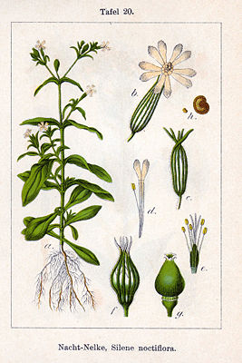 Acker-Lichtnelke (Silene noctiflora)