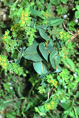 Rundblättriges Hasenohr (Bupleurum rotundifolium)