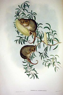 Dickschwanz-Schlafbeutler (hier unter dem Synonym Dromicia glirifomis), Zeichnung von John Gould, 1863