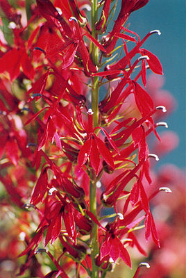Ausschnitt eines Blütenstandes der Kardinalslobelie (L. cardinalis)