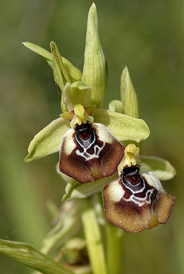 Ophrys oxyrrhynchos.jpg
