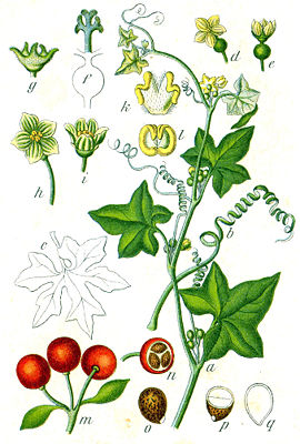 Rotfrüchtige Zaunrübe Bryonia dioica, Zeichnung aus Deutschlands Flora in Abbildungen von Johann Georg Sturm