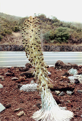 Haleakalā-Silberschwert (Argyroxiphium sandwicense ssp. macrocephalum)