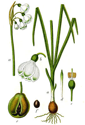 Sommer-Knotenblume (Leucojum aestivum). Illustration
