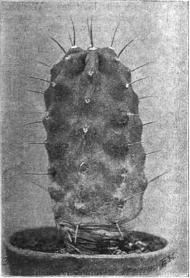 Mammillaria stella-de-tacubaya (Heese, 1904, fig. 32).jpg