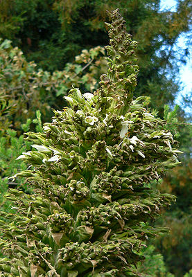 Puya raimondii, Ausschnitt eines Blütenstandes mit weißen Blüten.