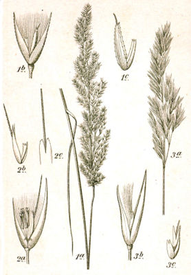 1. Sumpf- (C. canescens), 2. Ufer- (C. pseudophragmites) und 3. Land-Reitgras (C. epigejos), Kupferstich von Sturm