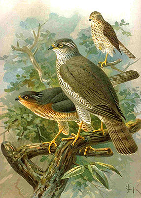 Sperber (Accipiter nisus).Vordergrund: adultes WeibchenDahinter: adultes MännchenHinten rechts: Vogel im Jugendkleid