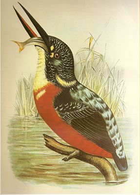 Herkules-Eisvogel (Alcedo hercules)