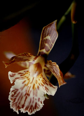 Aspasia variegata - Blüte