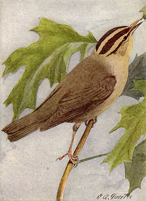 Haldenwaldsänger (Helmitheros vermivorus)