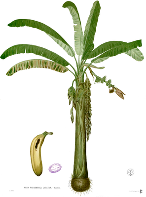 Musa × paradisiaca